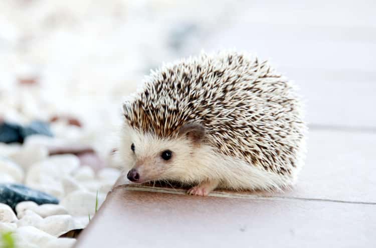 18 Pygmy And Dwarf Animals That Are So Cute It Hurts