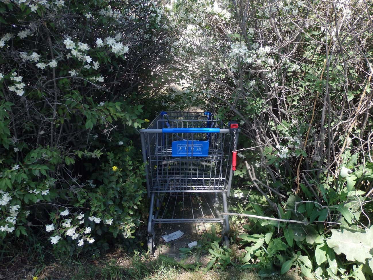 A Woman&#39;s Body Was Discovered In A Cardboard Box In A Shopping Cart
