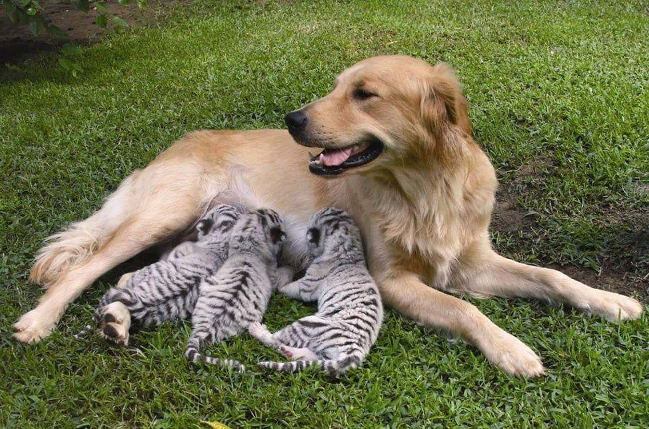 This Dog Foster Mom Definitely Deserves Something Special For Mother&#39;s Day