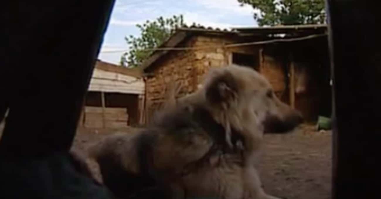 After Five Years With Her Dog Pack, The Animals Tried To Protect Her From Authorities
