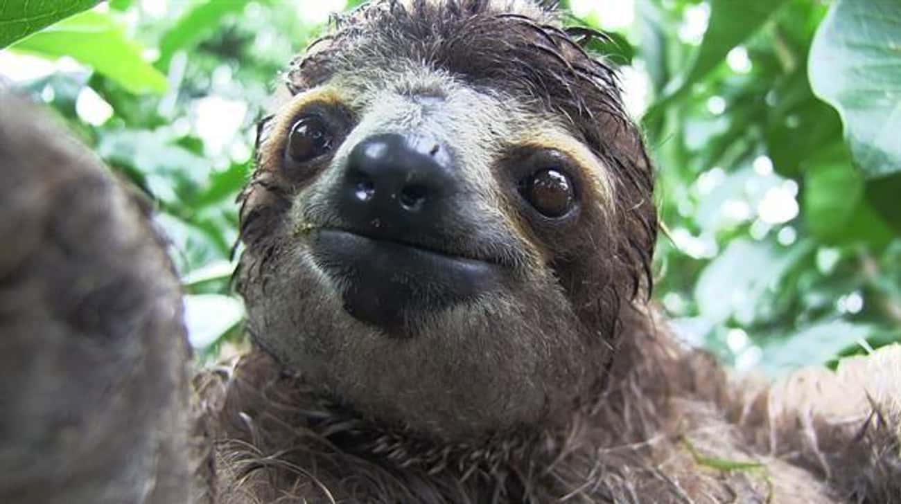 Sloths Are Abducted From Their Natural Environment In Peru
