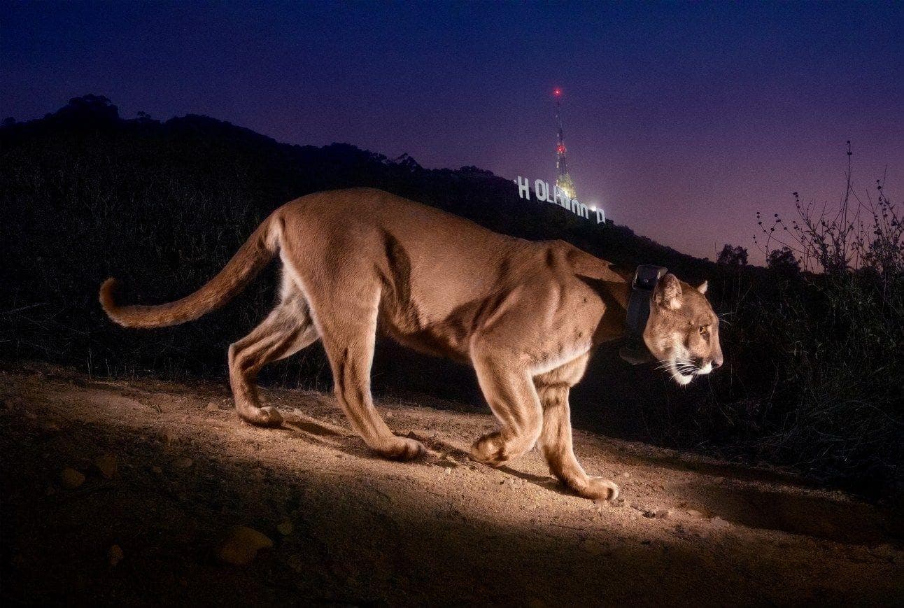 The Odd Lives Of Los Angeles Wild Mountain Lions