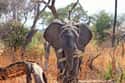 This Elephant Was Ready To Strike Back on Random Animals Attacked People Trying To Poach Them