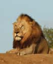 This Lion Lost It On A Group Of Poachers on Random Animals Attacked People Trying To Poach Them