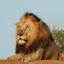 This Lion Lost It On A Group Of Poachers on Random Animals Attacked People Trying To Poach Them