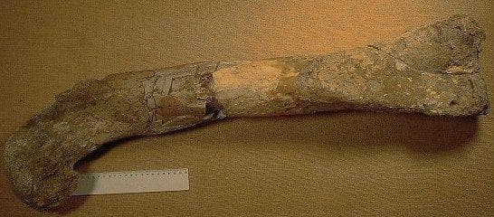 Was Cyclops Actually A Real Creature?
