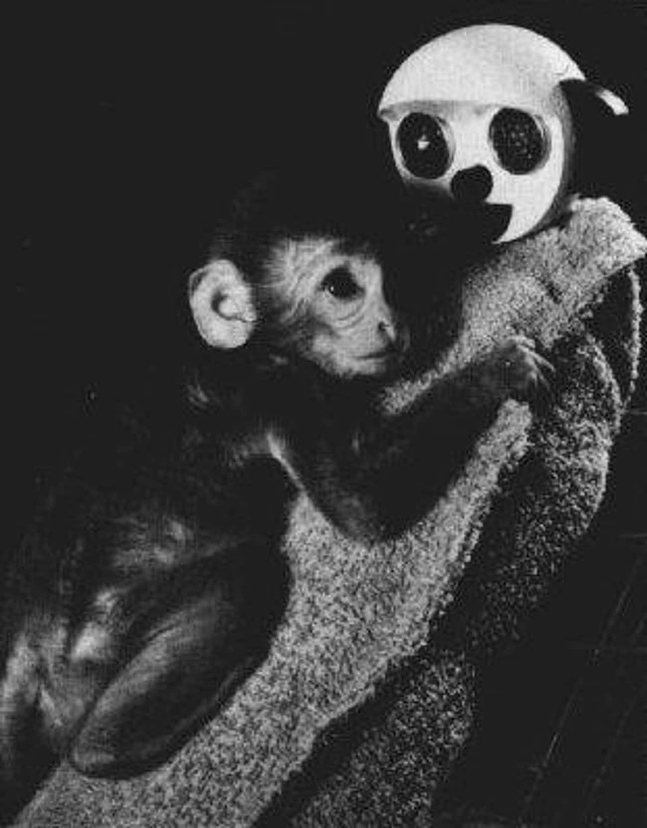 Harlow&#39;s Monkey Love Experiments Proved The Importance Of Motherly Affection