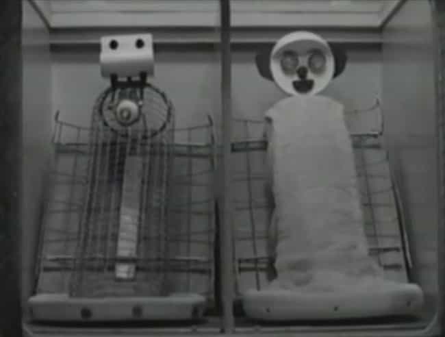 This Horrifying Experiment Took Monkeys Away From Their Mothers To
