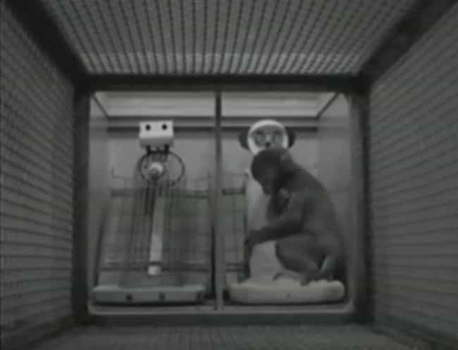 Love in Infant Monkeys by Lydia Millet