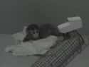 Monkeys Placed In Isolation Without A Mother For Several Months Were Psychologically Damaged For Life on Random An Experiment Took Monkeys Away From Their Mothers To Prove, Scientifically, That Love Exists