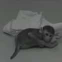 Monkeys Exposed To A Strange Environment Reacted Differently on Random An Experiment Took Monkeys Away From Their Mothers To Prove, Scientifically, That Love Exists