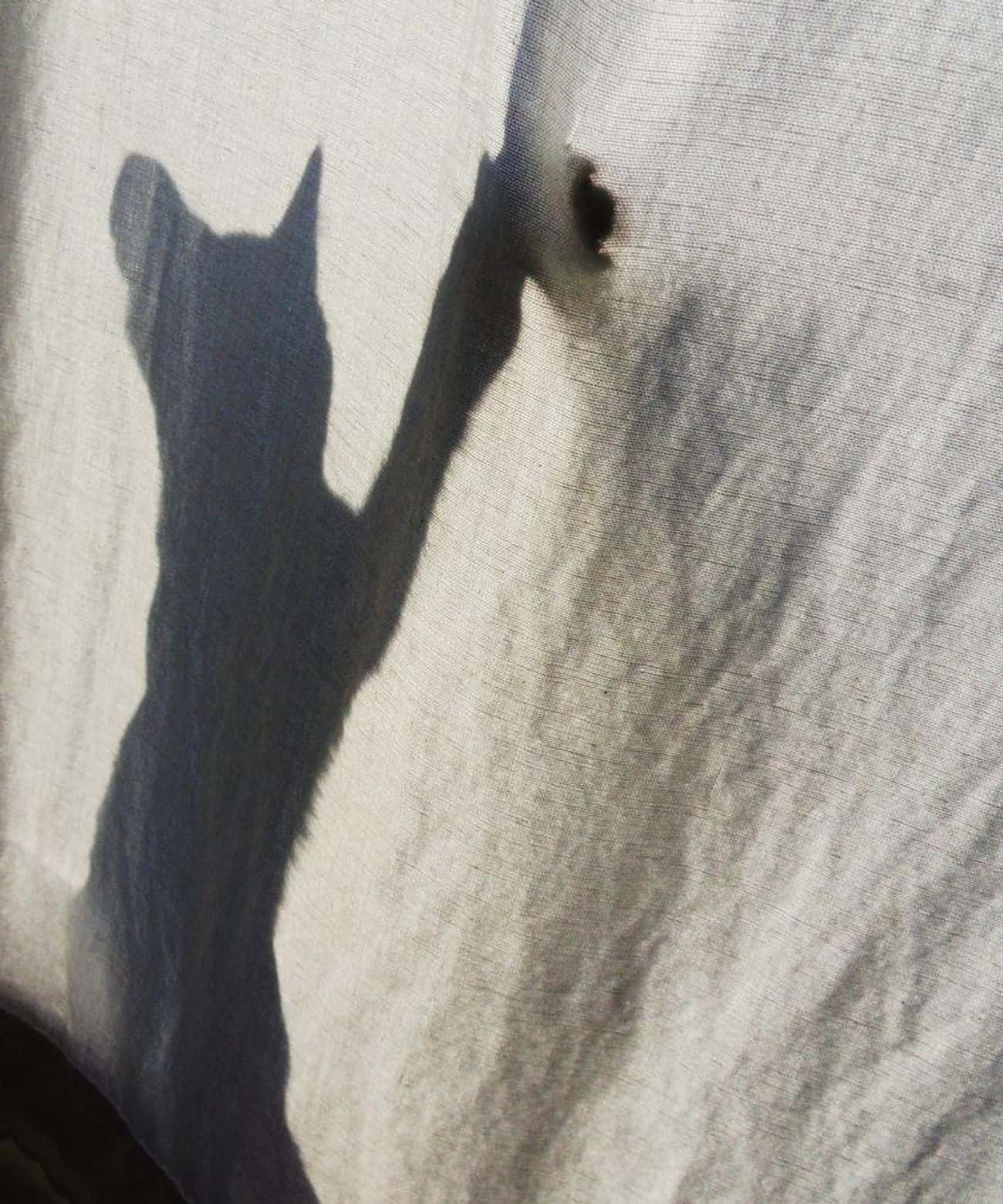 Shadow Animals Exist, Too, But They&#39;re Tricky To See