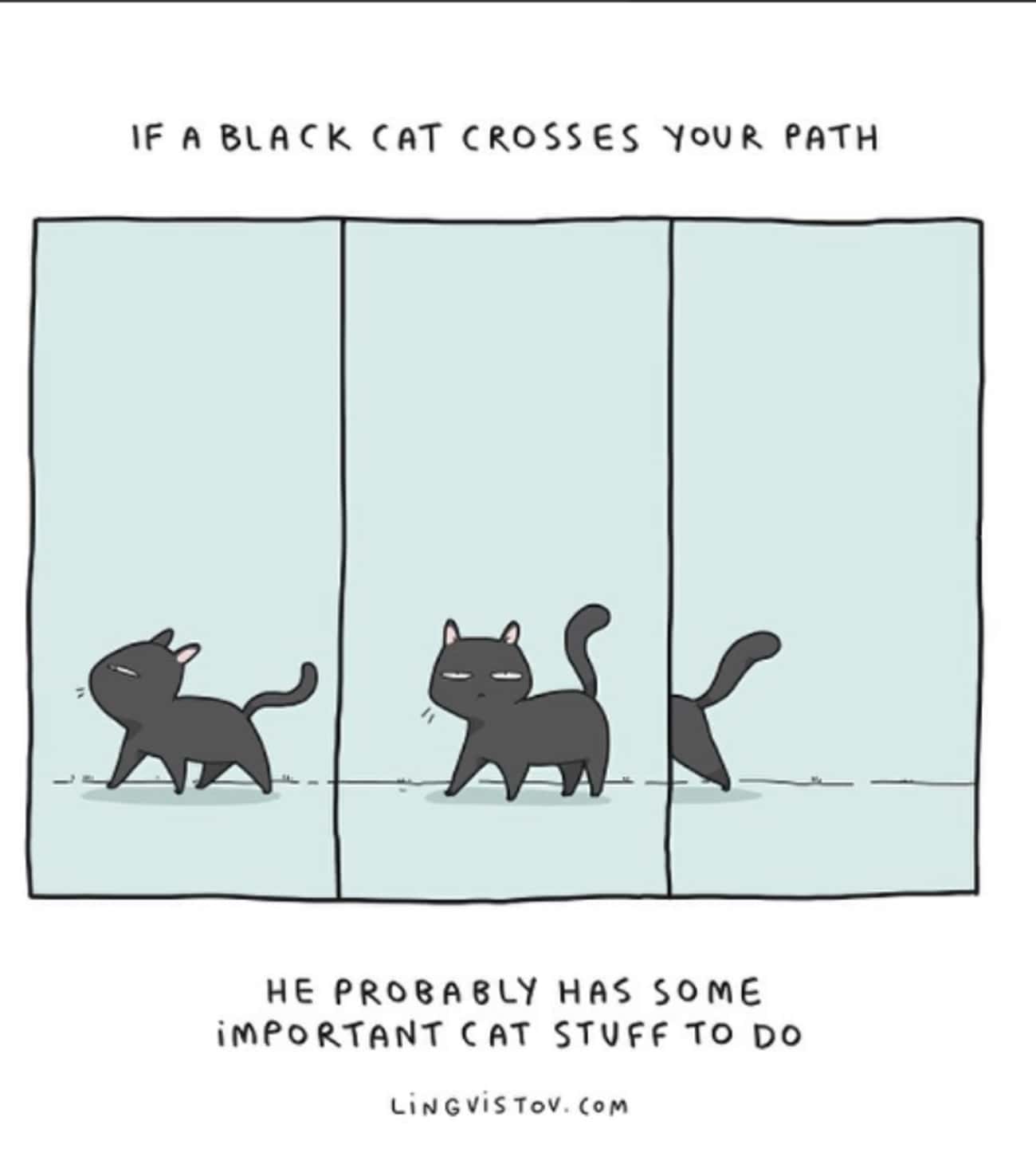 Black Cats Have Important Business That Doesn&#39;t Concern The Likes Of You
