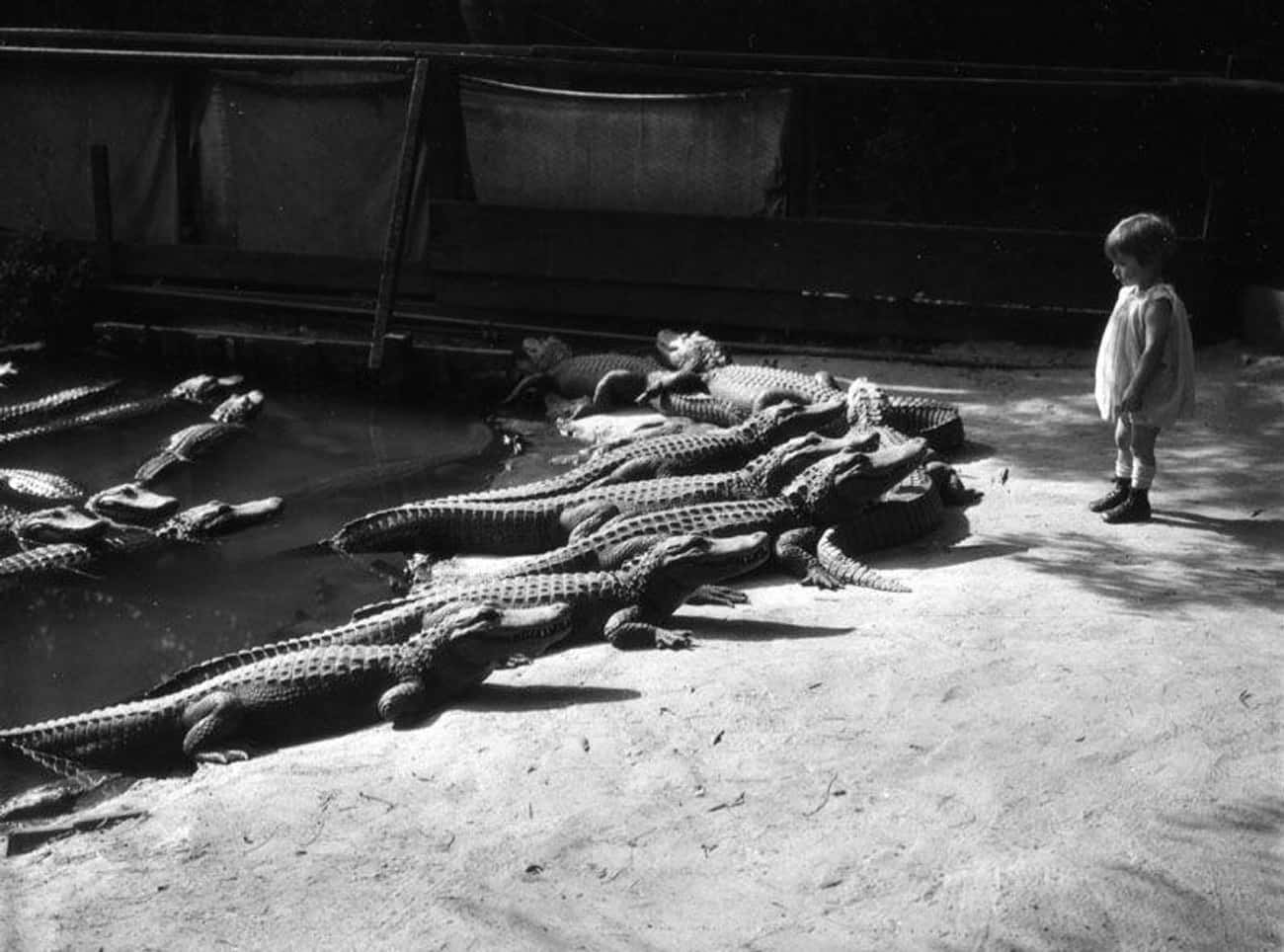 A Toddler Stands Just Inches Away From The Jaws Of A Half Dozen Gators
