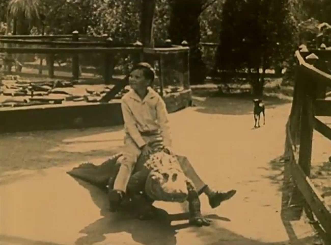 A Young Boy Takes An Alligator Ride