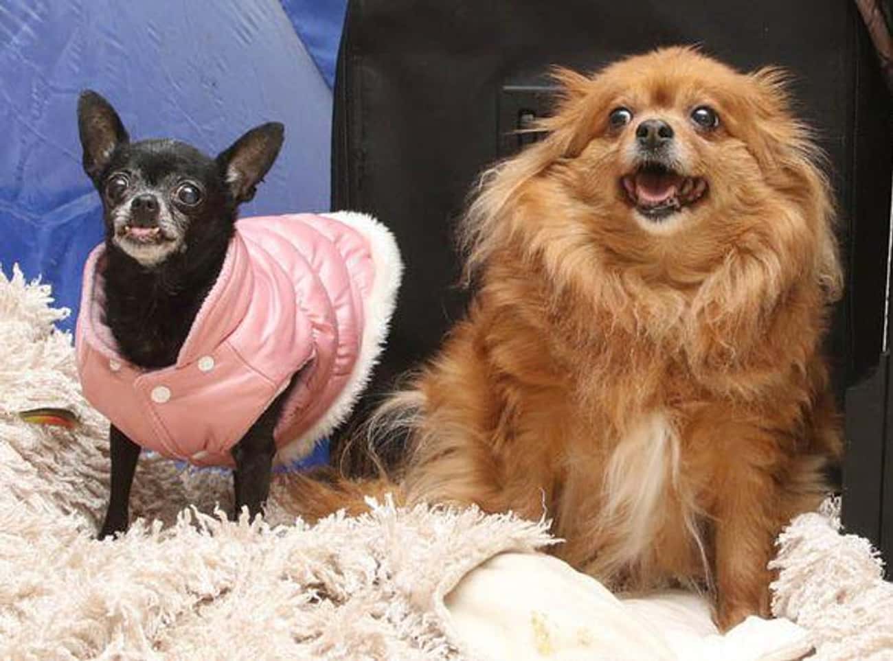 Sandy Ran Into A Burning Home To Save Her Best Friend: A Blind Chihuahua