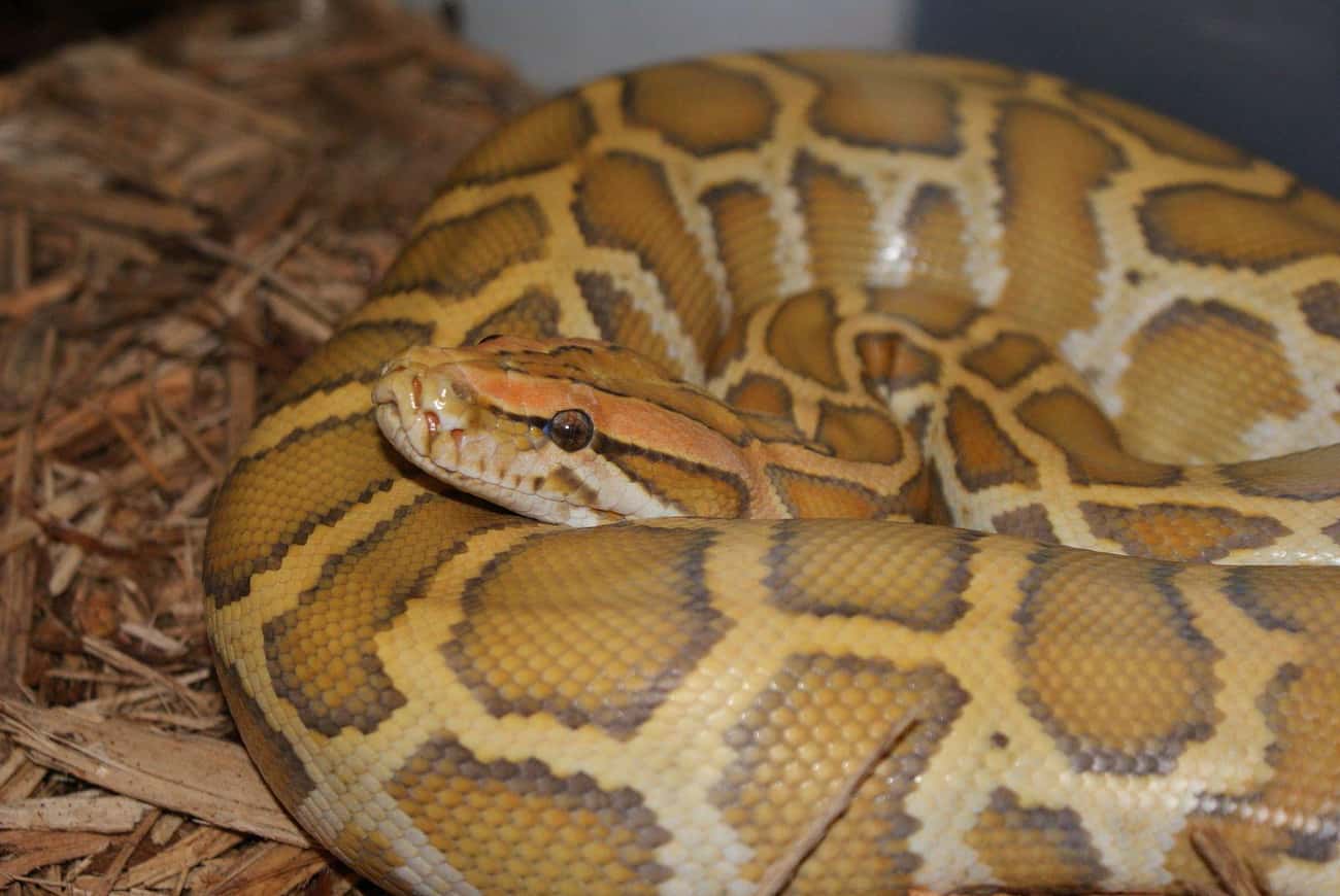 There Are So Many Invasive Pythons That &#34;Python Hunts&#34; Are Now A Regular Occurrence