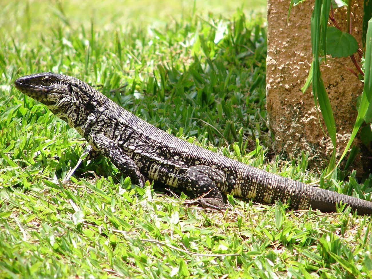 Tegu Lizards Are One Of The Biggest Problem Animals