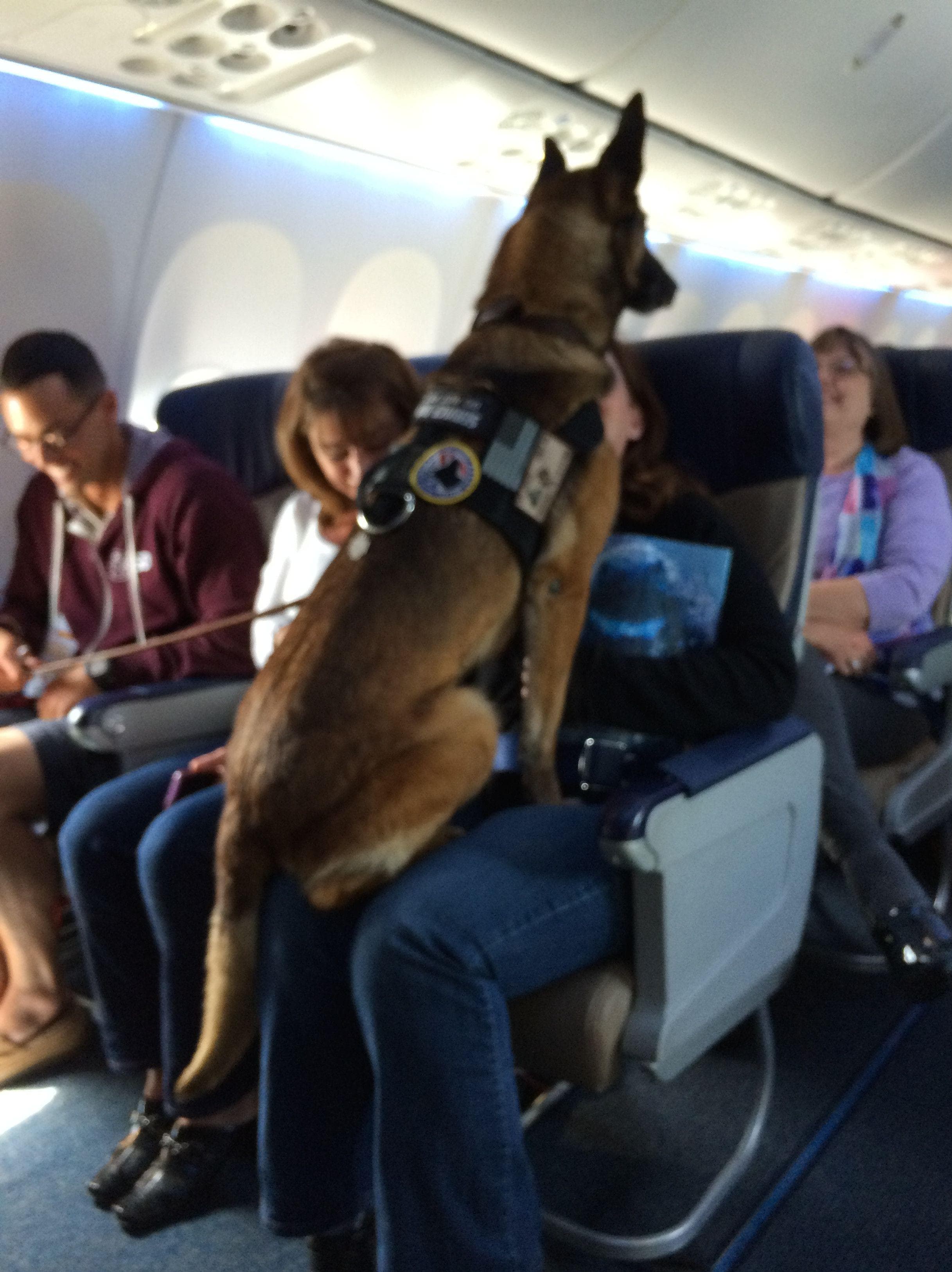 Image of Random In-Flight Pictures Of Best Passengers You Would Totally Share An Aisle With