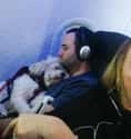 Sweet Dreams on Random In-Flight Pictures Of Best Passengers You Would Totally Share An Aisle With