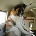 Rocky's First Flight on Random In-Flight Pictures Of Best Passengers You Would Totally Share An Aisle With