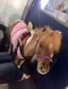 Just Horsin' Around on Random In-Flight Pictures Of Best Passengers You Would Totally Share An Aisle With