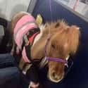 Just Horsin' Around on Random In-Flight Pictures Of Best Passengers You Would Totally Share An Aisle With