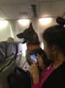 This K-9 Bomb Dog Gets Their Own Seat on Random In-Flight Pictures Of Best Passengers You Would Totally Share An Aisle With