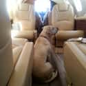 Private Jet Pooch on Random In-Flight Pictures Of Best Passengers You Would Totally Share An Aisle With