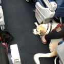 Making New Friends on Random In-Flight Pictures Of Best Passengers You Would Totally Share An Aisle With