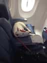 Flying For Business on Random In-Flight Pictures Of Best Passengers You Would Totally Share An Aisle With
