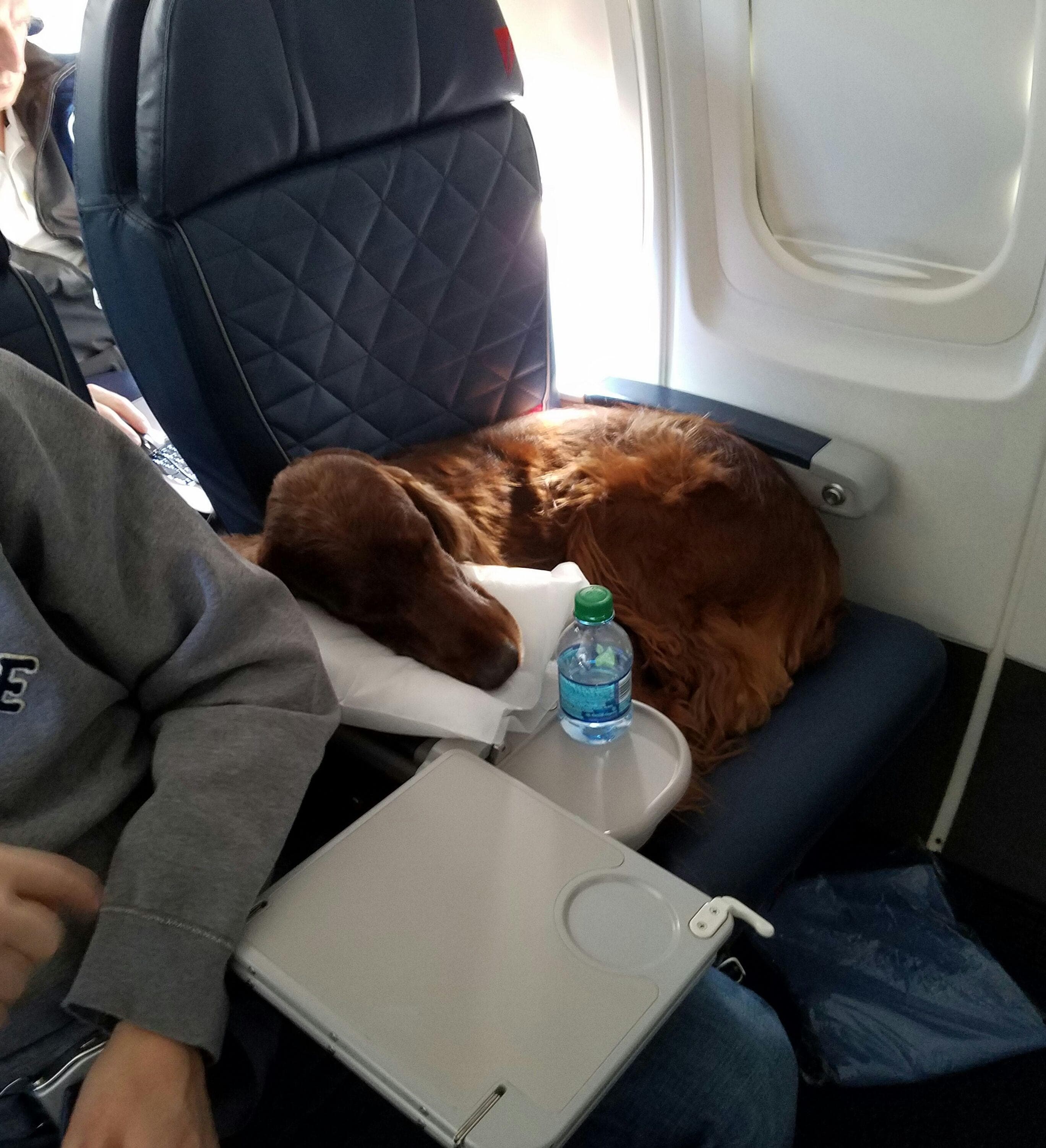 Можно с собакой в самолет