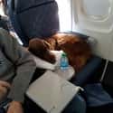 Best In Flight on Random In-Flight Pictures Of Best Passengers You Would Totally Share An Aisle With