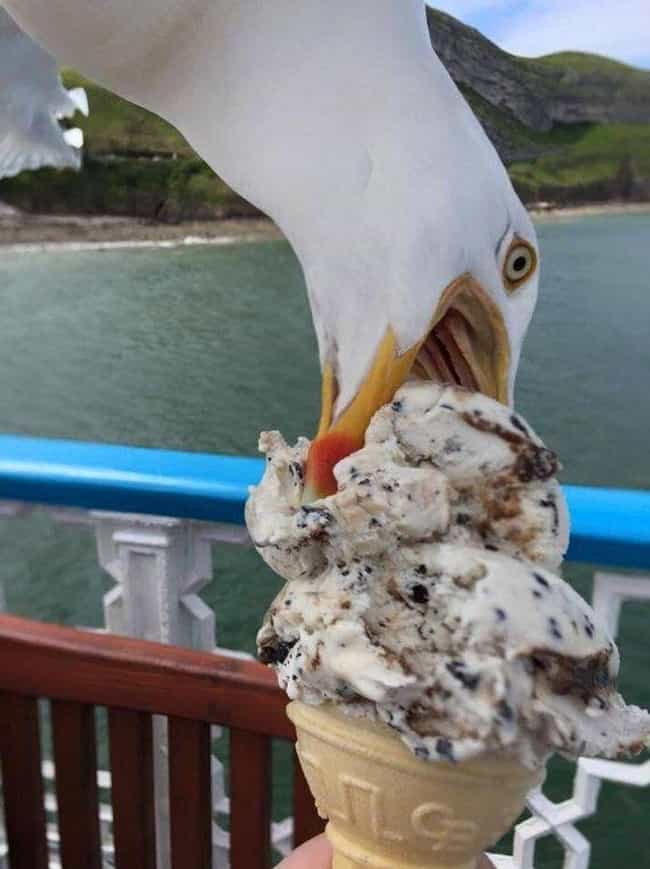 These Hilarious Photos Ultimately Prove Seagulls Are A Seaside Menace