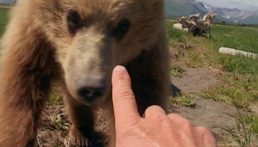 The Strange Life And Tragic Death Of Grizzly Man, Timothy Treadwell