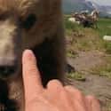 He Had Set Up Camp Right In The Middle Of The Grizzly Maze, A Dangerous Path on Random Strange Life And Tragic Death Of Grizzly Man, Timothy Treadwell