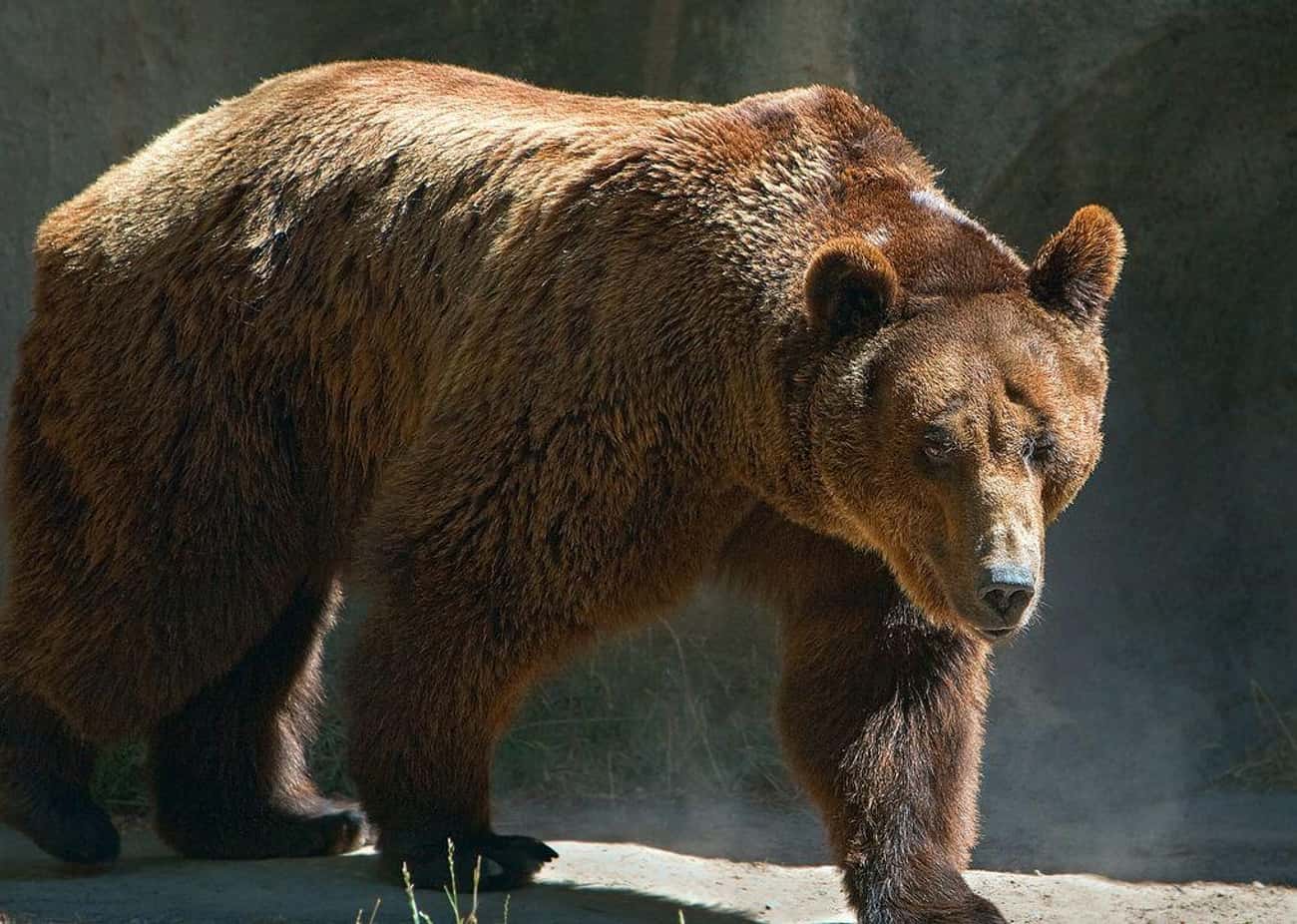 Body Parts And Pieces Of Clothing Were Found In The 28-Year-Old Bear&#39;s Stomach