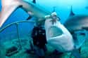 Most Sharks Prefer Fish And Squids To Big Game on Random Fascinating Facts Most People Don't Know About Shark Feeding Frenzies