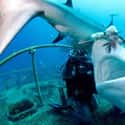Most Sharks Prefer Fish And Squids To Big Game on Random Fascinating Facts Most People Don't Know About Shark Feeding Frenzies