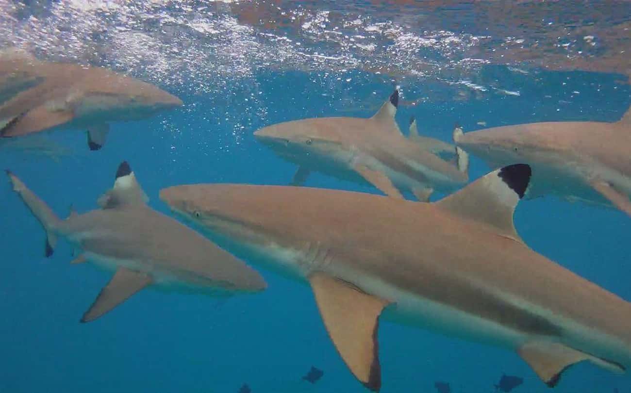 Many Sharks Die During Feeding Frenzies