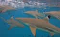 Many Sharks Die During Feeding Frenzies on Random Fascinating Facts Most People Don't Know About Shark Feeding Frenzies