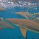 Many Sharks Die During Feeding Frenzies on Random Fascinating Facts Most People Don't Know About Shark Feeding Frenzies