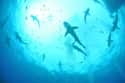 Sharks Will Occasionally Hunt In Packs on Random Fascinating Facts Most People Don't Know About Shark Feeding Frenzies