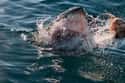 Sharks Are Excited By Signs Of Distress on Random Fascinating Facts Most People Don't Know About Shark Feeding Frenzies
