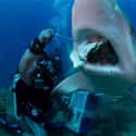 Sharks May Keep Eating Even If They Are Dying on Random Fascinating Facts Most People Don't Know About Shark Feeding Frenzies