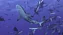 Frenzies Are More Likely To Happen In Areas That Have A Ton Of Prey on Random Fascinating Facts Most People Don't Know About Shark Feeding Frenzies