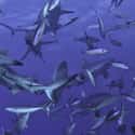 Frenzies Are More Likely To Happen In Areas That Have A Ton Of Prey on Random Fascinating Facts Most People Don't Know About Shark Feeding Frenzies