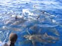 When In A Frenzy, The Sharks Will Appear To Lose Their Minds on Random Fascinating Facts Most People Don't Know About Shark Feeding Frenzies