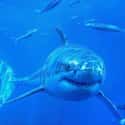 Everything Can Return To Normal Almost Instantly on Random Fascinating Facts Most People Don't Know About Shark Feeding Frenzies