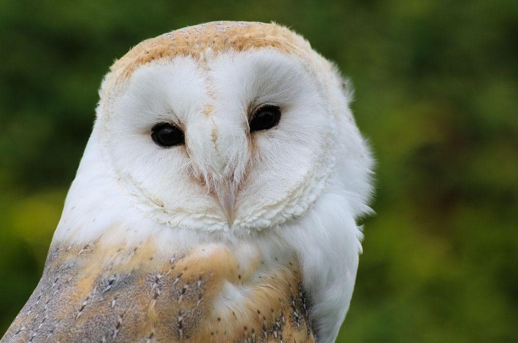 The Flatwoods Monster Of West Virginia Makes All Who Encounter It